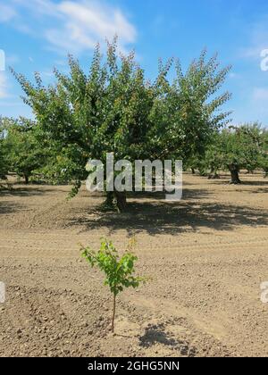 Abricot Orchard - Sunnyvale, Californie Banque D'Images