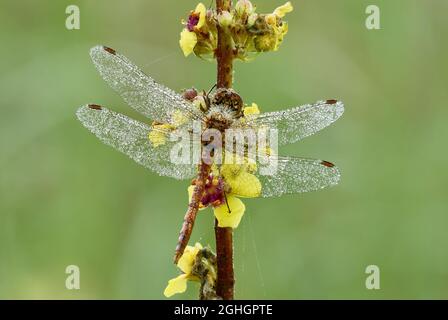 Dragonfly de Darter commun, homme dans la rosée du matin. Avec des gouttelettes d'eau sur les ailes. Assis sur une plante de prairie avec des fleurs jaunes. Sympetrum striolatum. Banque D'Images