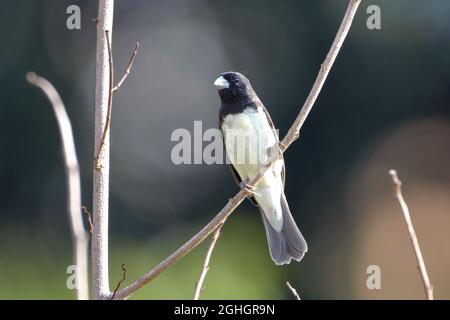 Seedeater à ventre jaune (Sporophila nigricollis) perché parmi des branches dans une zone urbaine de ​​Salvador Banque D'Images