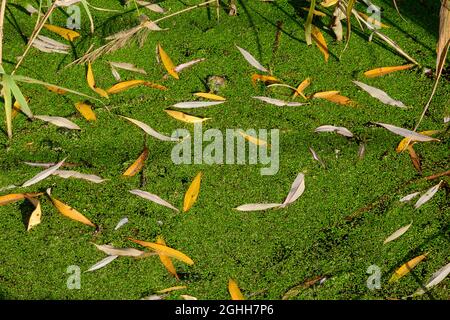 Green tina sur un marais par une journée ensoleillée. Une couche de tina, de duckweed à la surface du lac avec des feuilles d'automne. Banque D'Images