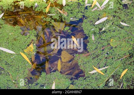 Green tina sur un marais par une journée ensoleillée. Une couche de tina, de duckweed à la surface du lac avec des feuilles d'automne. Banque D'Images
