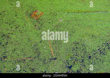 Green tina sur un marais par une journée ensoleillée. Une couche de tina, de duckweed à la surface du lac avec des feuilles d'automne. Banque D'Images