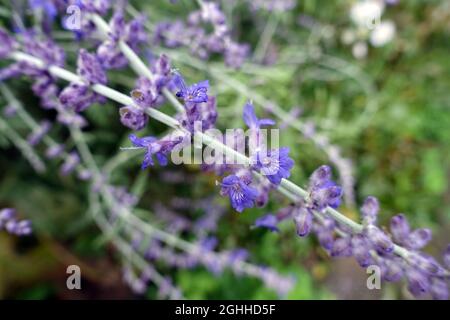 Sauge russe (Salvia yangii, anciennement Perovskia atriplicifolia) Banque D'Images