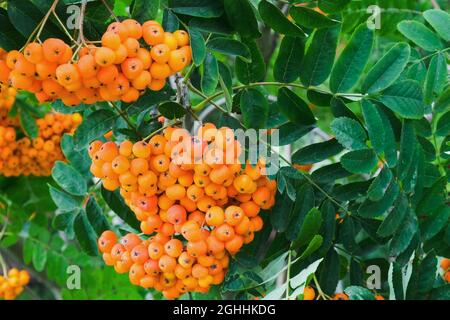 Grappe de mûres de mûres orangées rouges entourée de feuilles vertes en croissance rapprochée sur les branches de l'arbre de rowan. Temps de récolte. Mise au point sur le premier plan Banque D'Images