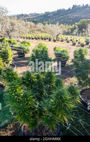 Culture de cannabis en plein air. Plantes en pot. Banque D'Images