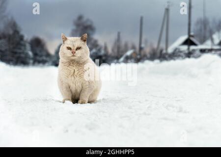 Le chat blanc mongrel sans-abri se trouve sur la route enneigée du village lors d'une journée hivernale glacielle Banque D'Images