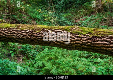 Peuplier noir italien brisé avec écorce grossièrement texturée, posé horizontalement par un ruisseau dans le bois de Leeshall, vallée de Gleadless, Sheffield. Banque D'Images