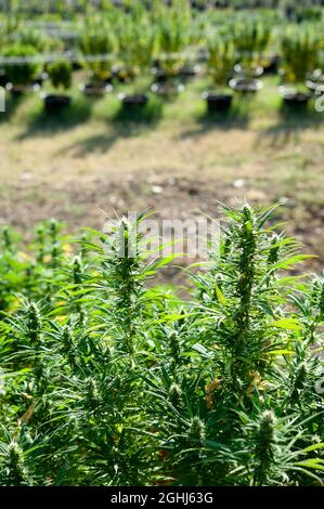 Culture de cannabis en plein air. Plantes en pot. Banque D'Images