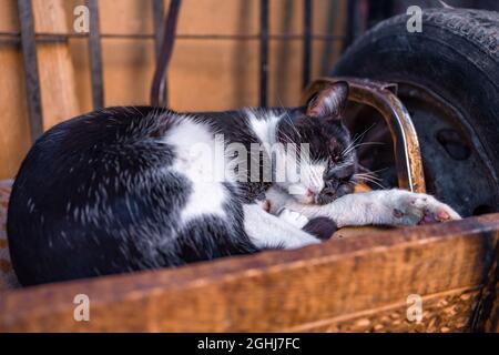 Gros plan d'un joli chat noir et blanc dormant sous le soleil Banque D'Images