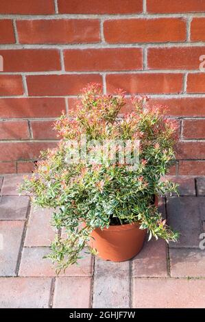 Nouveau feuillage rose jeune sur Pieris japonica Little Heath croissant dans un planteur au milieu à la fin du printemps, c'est une plante vivace à feuilles persistantes qui est endurcis par le gel. Banque D'Images