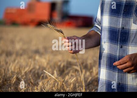 Gros plan des agriculteurs qui tiennent les épis d'orge et qui vérifient la qualité des récoltes pendant la récolte Banque D'Images