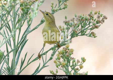 Paruline à saule (Phylloscopus trochilus) perchée sur la plante en fleurs Horseeed (Erigeron canadensis) recherche des insectes Banque D'Images
