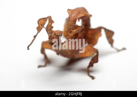 Le spectre de Macleay femelle, Extatosoma tiaratum, sur fond blanc. Banque D'Images