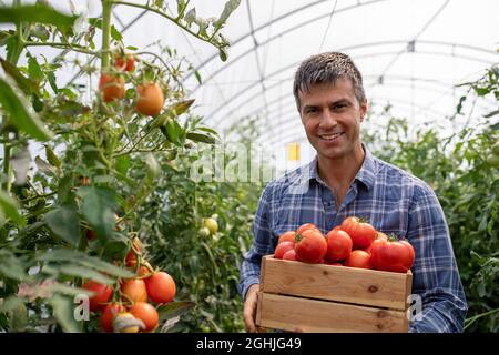 Jeune fermier souriant tenant une caisse en bois avec des tomates à côté des plantes en serre Banque D'Images