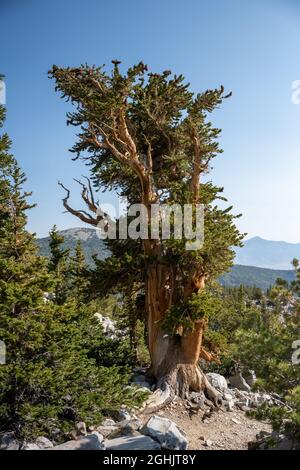 Lanky Bristlecone Tree dans un bosquet dans le parc national de Great Basin Banque D'Images