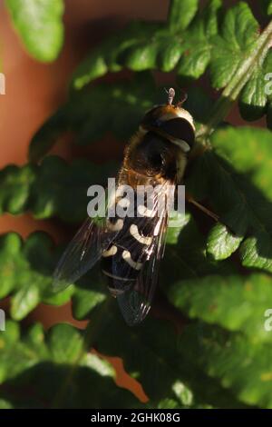 Un spécimen de Scaeva pyrastri, autrement connu sous le nom de Pied Hoverfly, pris à Hunterston dans Ayrshire, en Écosse. Banque D'Images