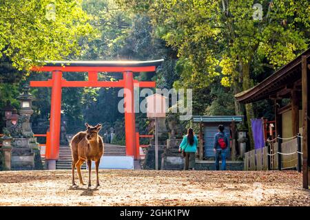 Deer dans le centre-ville de Nara, Japon Banque D'Images