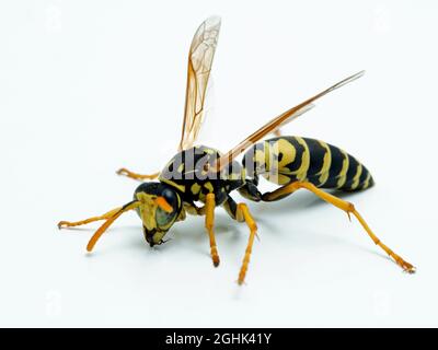 Guêpe de papier européen, Polistes dominula, isolée sur blanc. Cette espèce est une espèce envahissante au Canada et aux États-Unis Banque D'Images