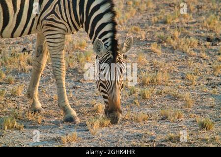Gros plan d'un zèbre de montagne (Equus zèbre) manger de l'herbe avec sa tête vers le bas. Mode de vie de divers animaux sauvages dans le parc national d'Etosha. Namibie. Sud AF Banque D'Images