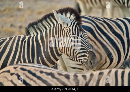 Gros plan d'un zèbre de montagne (Equus zèbre) avec ses yeux fermés. Mode de vie de divers animaux sauvages dans le parc national d'Etosha. Namibie. Afrique du Sud. Oct Banque D'Images