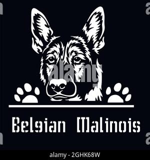 Chien de Pékin malinois belge - tête isolée sur fond blanc - vecteur Illustration de Vecteur