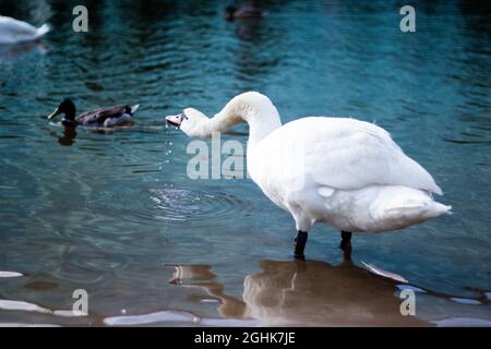 Cygne blanc eau potable vue arrière eau qui coule du bec | magnifique neige cygne blanc eau potable sur un rivage, la sauvagine en arrière-plan Banque D'Images