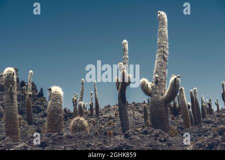 Beaucoup de grands cactus la nuit en Bolivie Banque D'Images