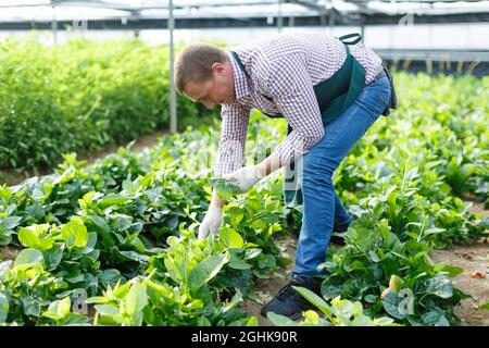 Un jardinier cueillant des épinards Malabar dans une serre par temps ensoleillé Banque D'Images