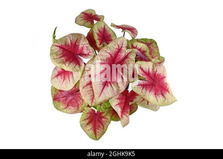 Vue de dessus de la maison 'Caladium Lemon Blush' avec des feuilles roses isolées sur fond blanc Banque D'Images