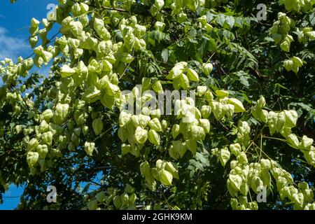 Arbre de pluie doré ou fierté de l'Inde, Koelreuteria paniculata en fleur et fruit. Banque D'Images