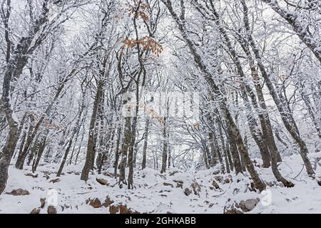 Forêt de hêtres d'hiver janvier. Arbres enneigés dans la forêt. Magnifique arrière-plan d'hiver fabuleux. Monter en montée à travers de grandes déneigements. Atmosphère Banque D'Images