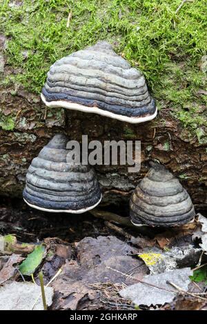 Champignon Amadou Banque D'Images