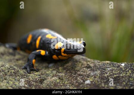 Feu salamandre, salamandre salamandre, sur un rocher. Banque D'Images