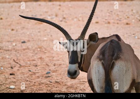 Un Gemsbok (Oryx gazella) regarde la caméra. Gros plan. Mode de vie de divers animaux sauvages dans le parc national d'Etosha. Namibie. Afrique du Sud. Octobre 201 Banque D'Images