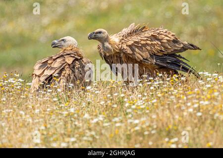 Griffon vautour du sol (Gyps fulvus) Banque D'Images