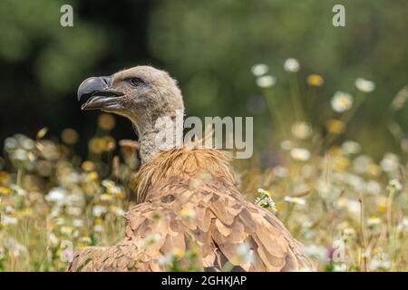 Griffon vautour du sol (Gyps fulvus) Banque D'Images