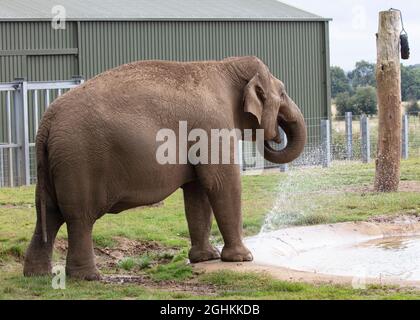 Eléphant asiatique en captivité au zoo de Whipsnade de ZSL Banque D'Images