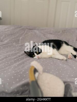 Chat dormant sur le lit dans la chambre, couché sur le côté regardant la caméra. Chat noir et blanc Banque D'Images