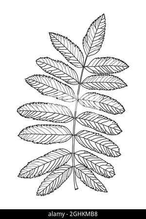 Dessin graphique linéaire des feuilles de rowan avec nervures isolées sur fond blanc. Illustration vectorielle. Élément pour le design dans le style des dessins au trait. Illustration de Vecteur