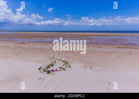 Plage de sable tropical et mer bleu clair avec beau ciel avec des nuages. Banque D'Images