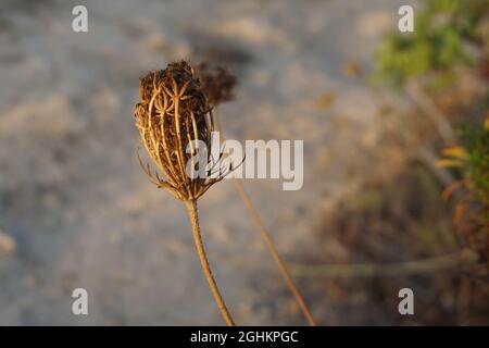 Herbe sèche automne graine de fleur isolée dans un fond flou Banque D'Images