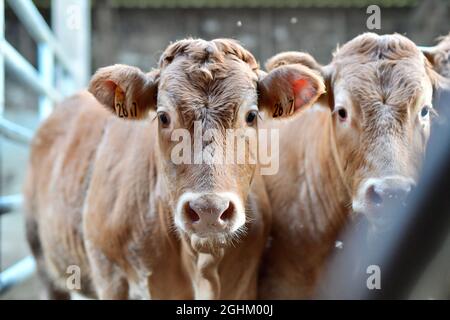 Portrait en gros plan des vaches d'une ferme de bétail Banque D'Images