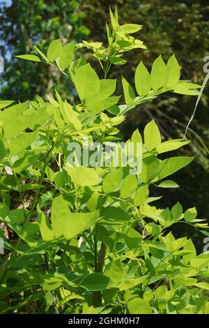 Dalbergia latifolia (également connu sous le nom de sonokeling, sanakeling, bois de rose) avec un fond naturel. Banque D'Images