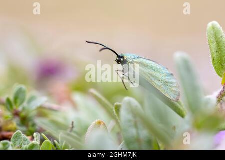 Une femelle Ciste Forester (geryon Adscita). The Great Orme, pays de Galles du Nord, Royaume-Uni. Banque D'Images