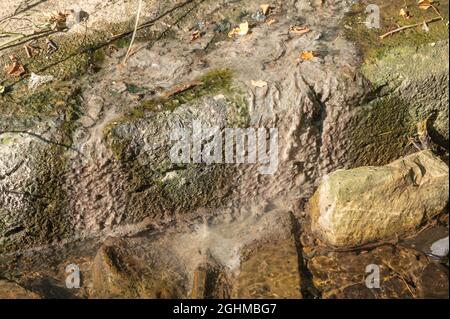 Champignon gris des eaux usées qui pousse à l'embouchure du tuyau d'écoulement dans le cours d'eau qui rejoint la rivière Gwendraeth Fawr. Il s'agit en fait d'une masse de bactéries filamenteuses Banque D'Images