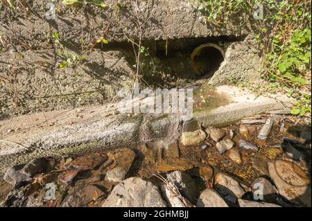 Champignon gris des eaux usées qui pousse à l'embouchure du tuyau d'écoulement dans le cours d'eau qui rejoint la rivière Gwendraeth Fawr. Il s'agit en fait d'une masse de bactéries filamenteuses Banque D'Images