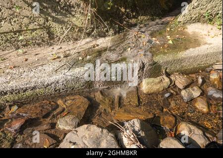 Champignon gris des eaux usées qui pousse à l'embouchure du tuyau d'écoulement dans le cours d'eau qui rejoint la rivière Gwendraeth Fawr. Il s'agit en fait d'une masse de bactéries filamenteuses Banque D'Images