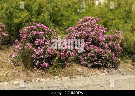 Oleander sauvage en pleine croissance sur les Ramblas d'Espagne Banque D'Images