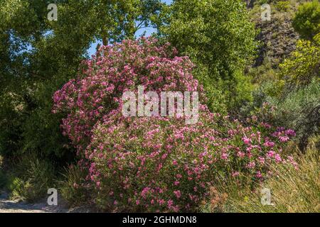 Oleander sauvage en pleine croissance sur les Ramblas d'Espagne Banque D'Images