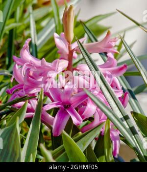 Jacinthe « Pink Pearl » en fleur dans un jardin Photo Stock - Alamy